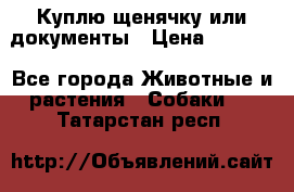 Куплю щенячку или документы › Цена ­ 3 000 - Все города Животные и растения » Собаки   . Татарстан респ.